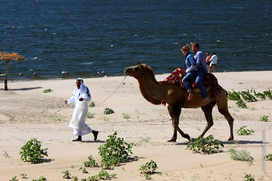 туристы катаются на верблюде